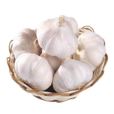 China Wholesale Fresh Exports China China Shandong Cheap Fresh White Garlic 10 Kg Package 6 Cm Garlic Mesh for sale