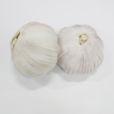 China 2021 fresh new garlic from the Corp. sell fresh chinese pure white garlic for sale