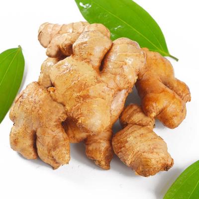 China Chinese High Quality Culture Fresh Fresh Ginger Export Fresh Ginger Price Ginger Hot Sale New for sale