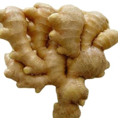 China Fresh Organic Yellow Ginger Fresh Organic Vegetable Old Ginger With Competitive Price for sale