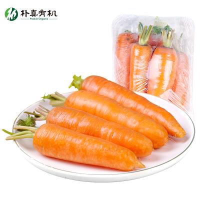 China Organic Food Export Organic Vegetables High Quality 300g Fresh Organic Carrots for sale