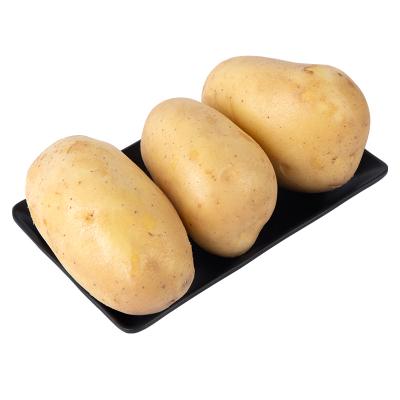 China 2021 fresh new holland washing potatoes fresh growing vegetables wholesale price potato for sale for sale