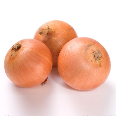 China Best Quality Fresh Wholesale Professional Packing Fresh Yellow Onion for sale