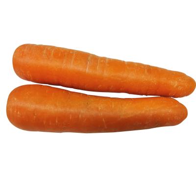 China Wholesale Carrot Price New Fresh Organic Bulk Carrot Cultivation Vegetables For China Export for sale