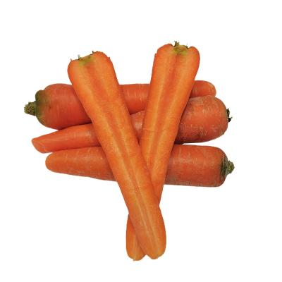 China Wholesale Price High Quality Fresh Vegetable Carrot Sweet Red Carrot for sale