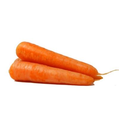 China High quality organic food with HACCP and ISO22000 certification organic carrot for sale