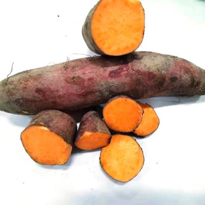 China New Ton Fresh Orange Red Sweet Potato Cultivation Fresh Price for sale