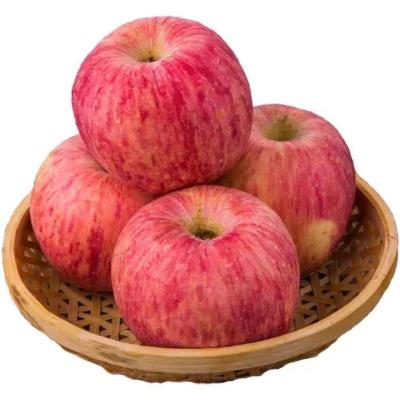 China Fuji promotional fresh red juicy apple fresh fruit good quality fresh apple with delicious good for sale