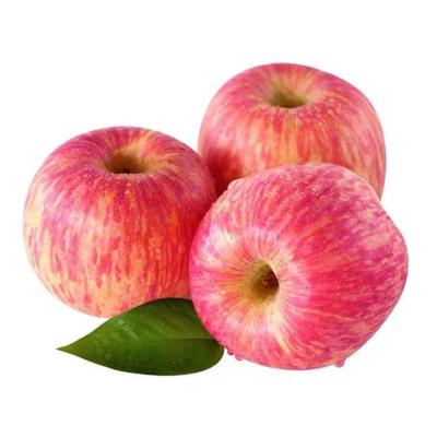 China Best new fresh fresh fuji apples soft fruit for export price for sale