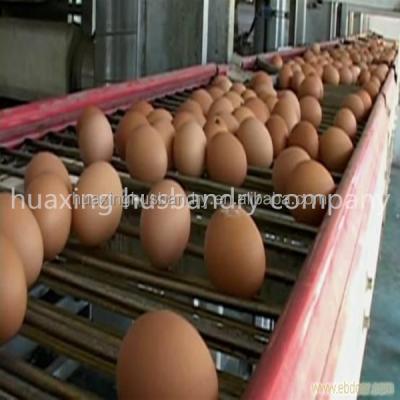 China Hot Galvanized Chicken Cage With Automatic Egg Collector for sale