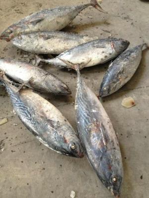 China Frozen Bonito W/R (Auxis Thazard) for sale