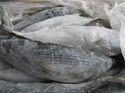 China Frozen striped bonito W/R (Sarda Orientalis) for sale