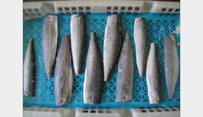 China Spanish Mackerel Fillet for sale