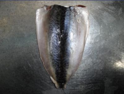 China Mackerel Flaps (Scomber Japonicus) for sale