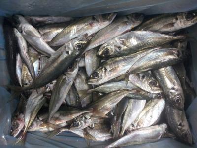 China Frozen Horse Mackerel W/R for sale