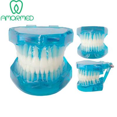 China Plastic High Quality Plastic Dental Teeth Model for sale